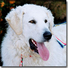 Kuvasz Kuvasz