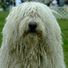 Komondor Komondor