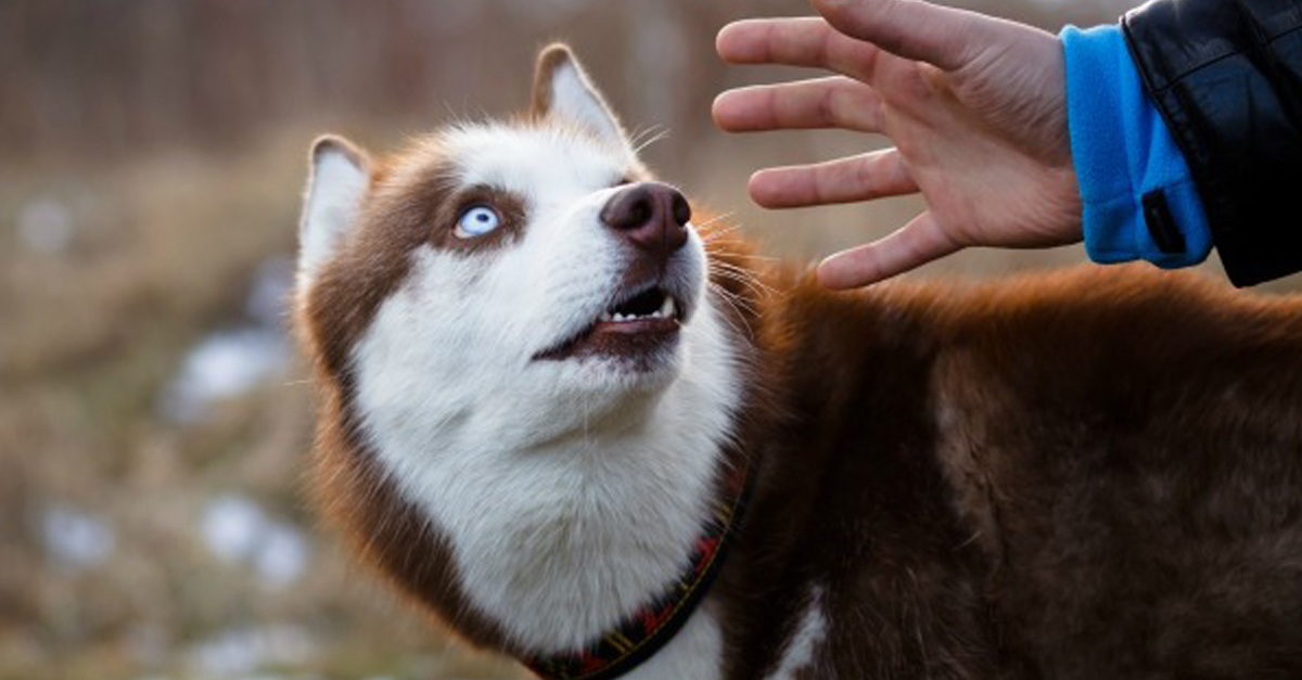 A kutyák jobban félnek a férfiaktól, mint a nőktől