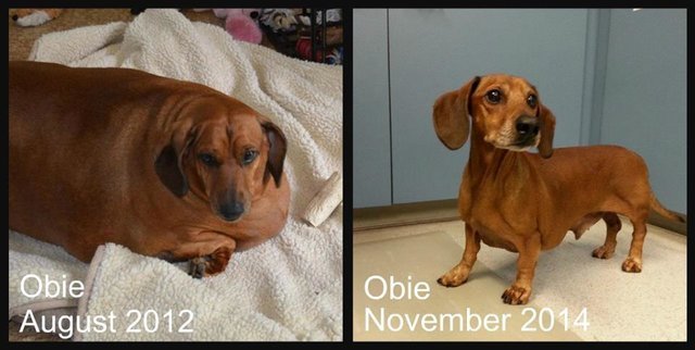 Obie, a tacskó 35 kg-ról nyerte vissza ideális testsúlyát új gazdájának köszönhetően