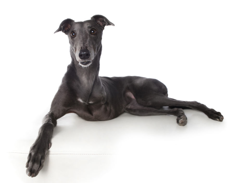 Hannah, az agár három lábon él - ő is mentett kutya