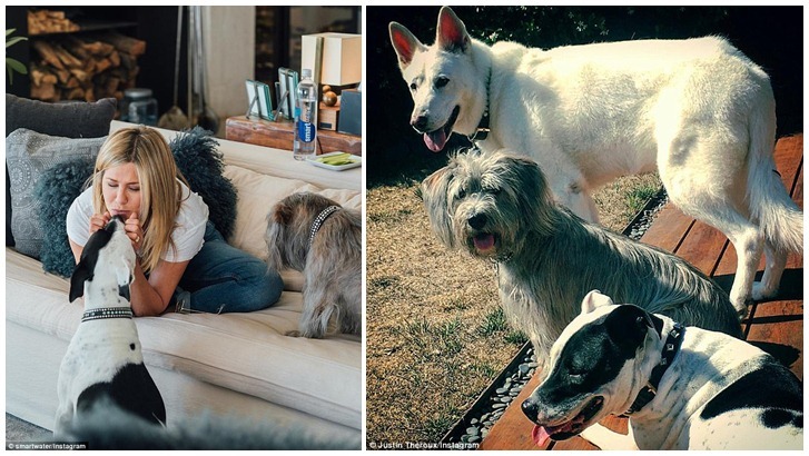 Jennifer Aniston és kedvencei: Sophie (pitbull-mix), Clyde (terrier-mix) és a fehér németjuhász, Dolly, aki idén hunyt el