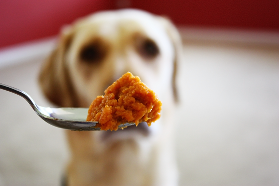 Tök és sütőtök: az érzékeny gyomrú kutyák barátja