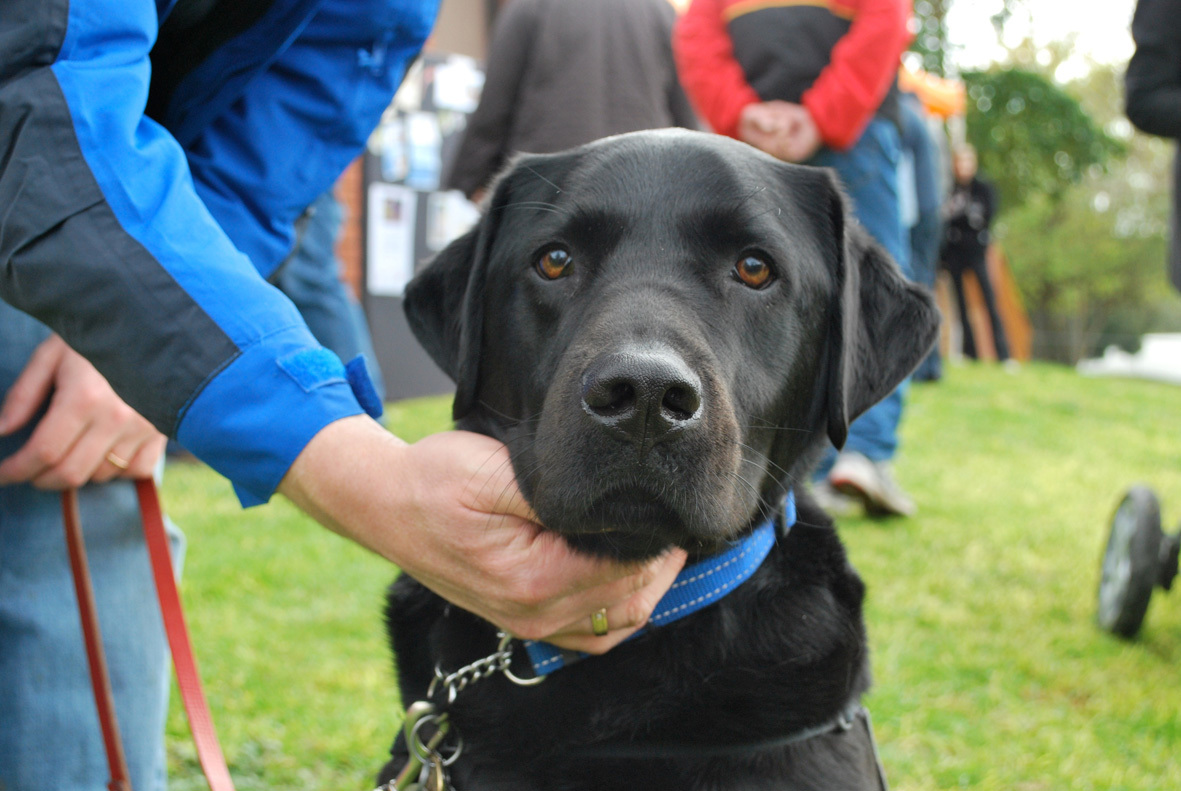 Figyelmes vakvezető kutya: minden helyzetben segít a gazdájának