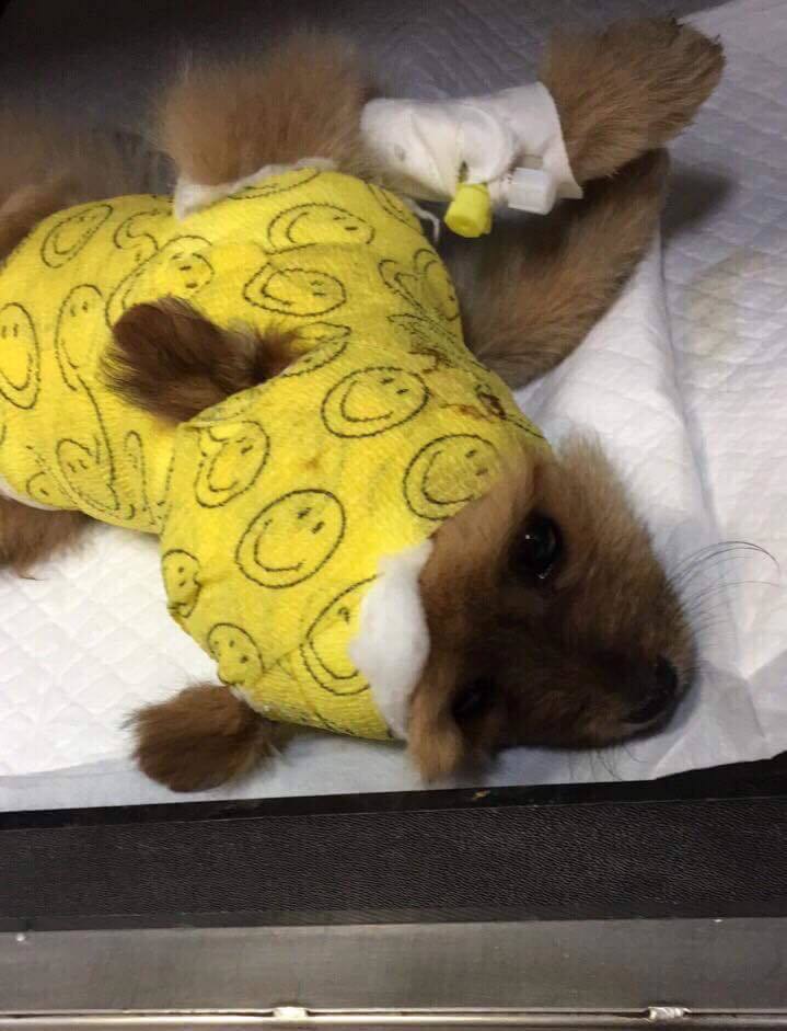 Kevin kutyus a kötéseiben