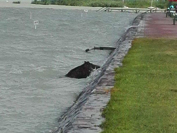 Vaddisznó a Balatonban