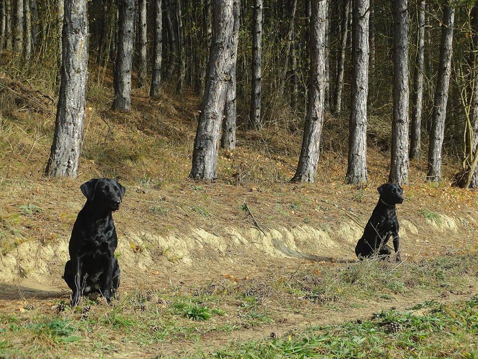 A szerző két kutyája Merész és lánya, Büszke