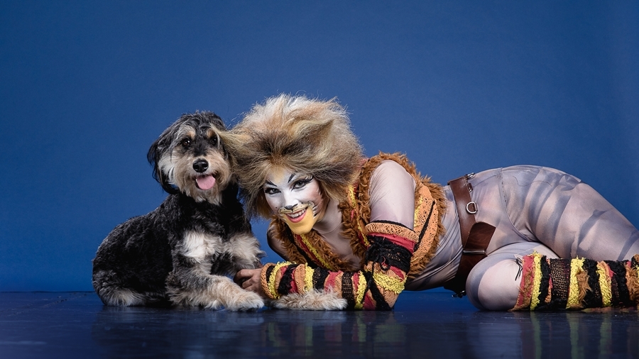 Macskák segítenek az árva kutyáknak - színészek pózoltak a menhelyi kutyákkal