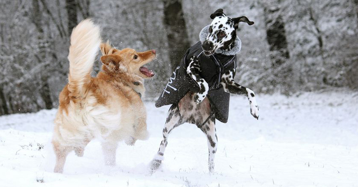 A kutyák is imádják a havat