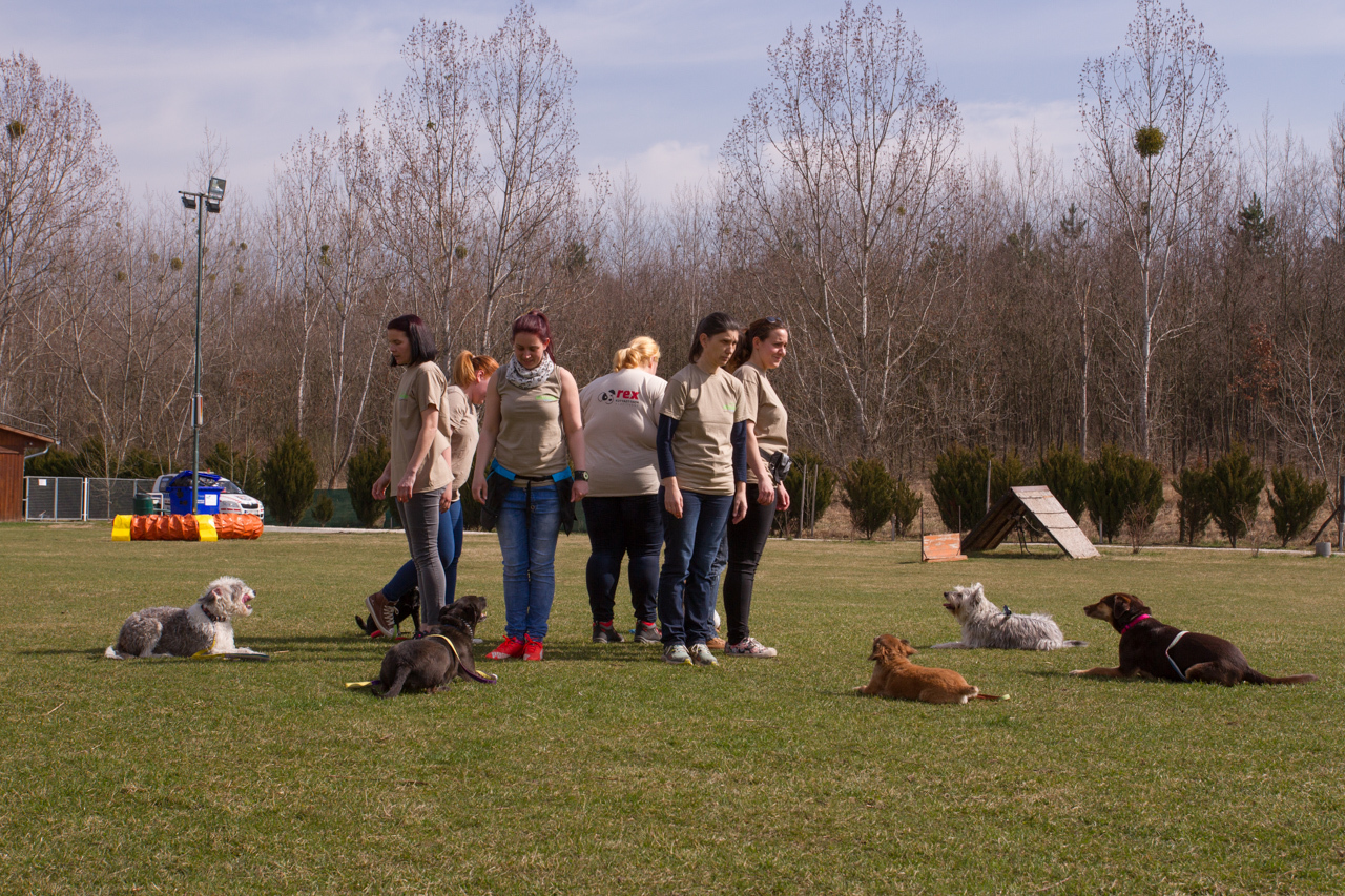 Tanítás, tanulás és szocializáció - ez is része a felelős állattartásnak Tanítás, tanulás és szocializáció - ez is része a felelős állattartásnak