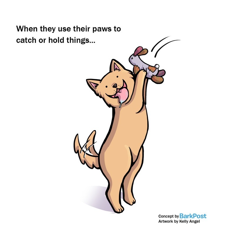 Sok kutya a mancsaival kapja el játékát