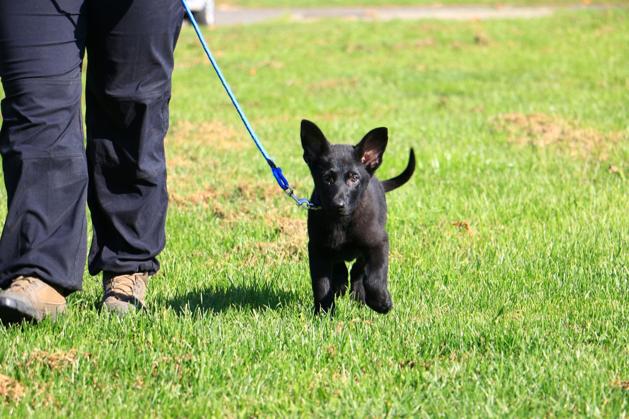 rendőrkutya rendőrkutya