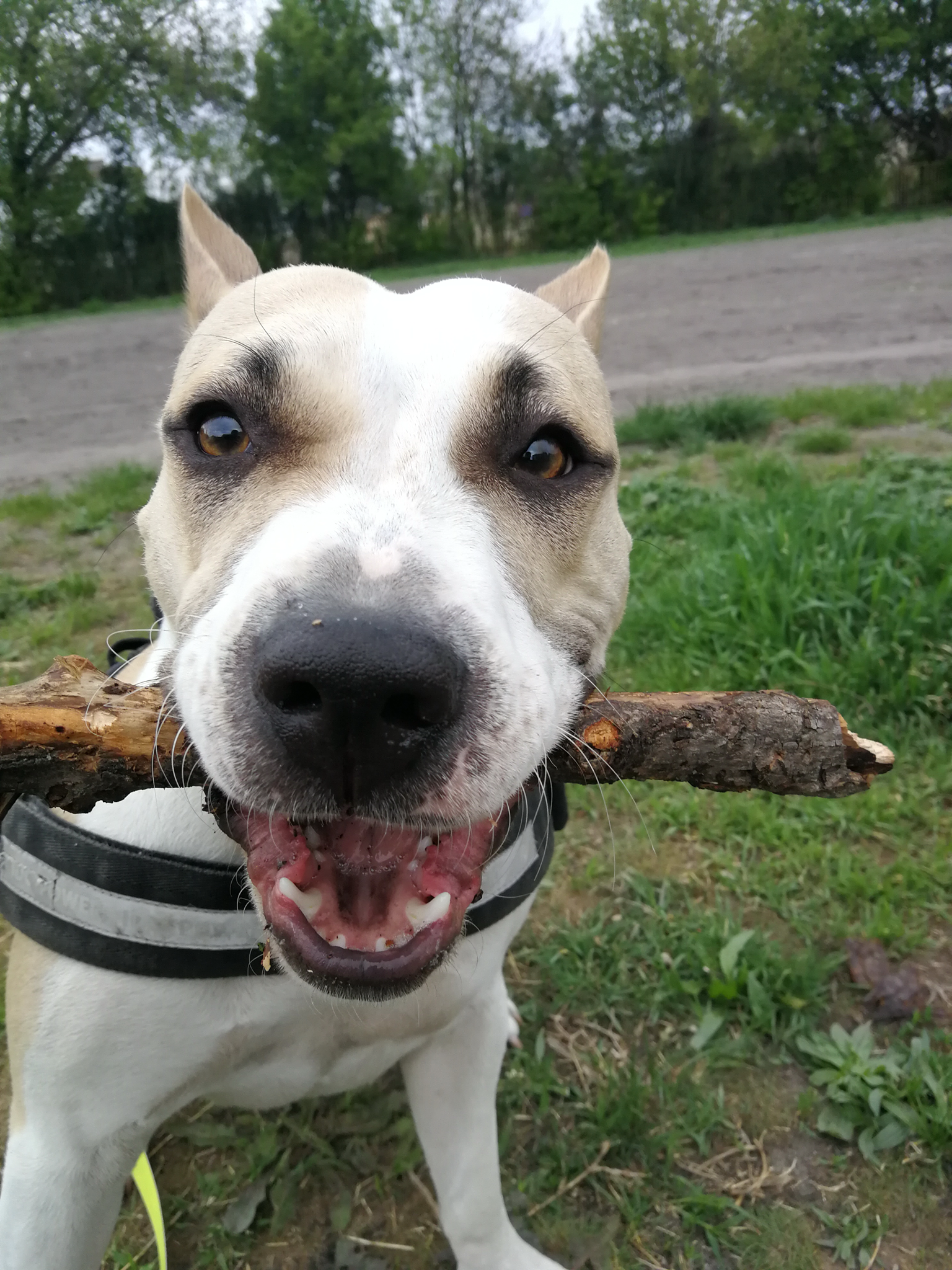 Van olyan kutya, aki bottal motiválható