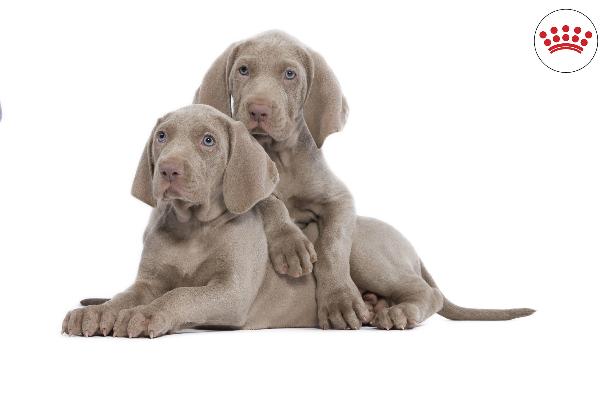 A kölyökkutyák immunrendszerének erősítése is fontos