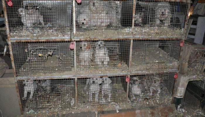 kívánnál ilyen sorsot bárkinek, csak azért, hogy olcsóbban juss kölyökhöz?!