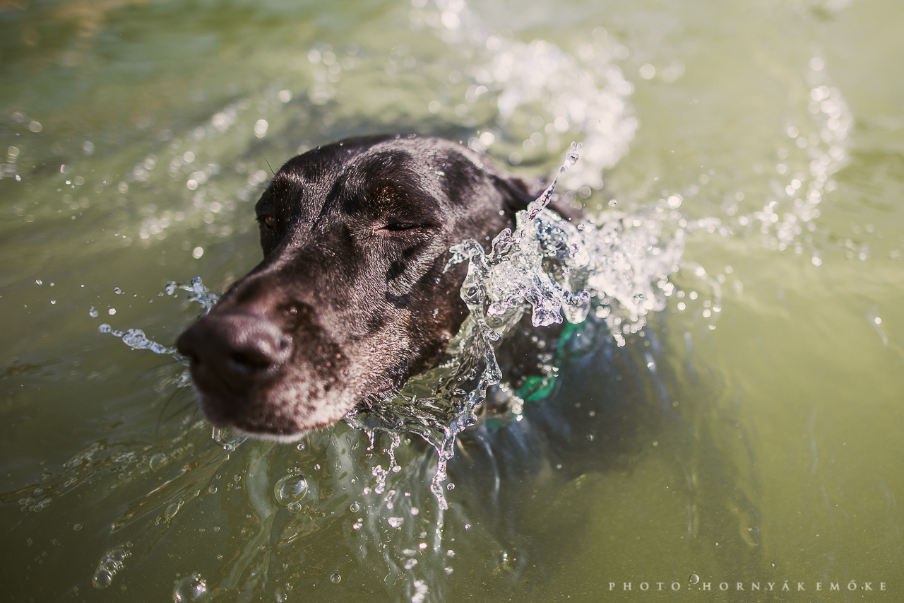 Nem mindegy, hol engedjük be a kutyát a vízbe