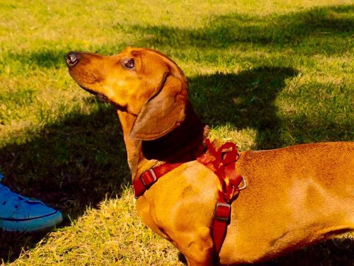 Mazsi kutyus a II. Tacskó Találkozón