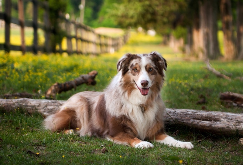 Ausztrál juhászkutya