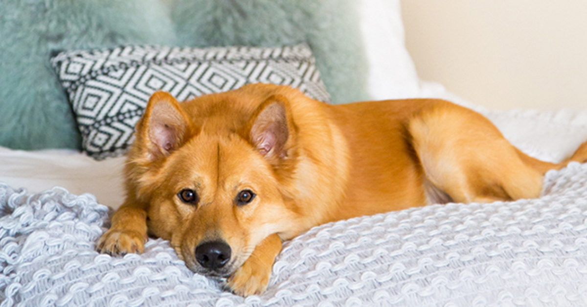 A régió IKEA vásárlóinak 60 százaléka háziállatokkal osztja meg otthonát