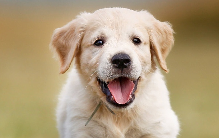 Csuklás kutyáknál - kölyökkorban gyakrabban megfigyelhető