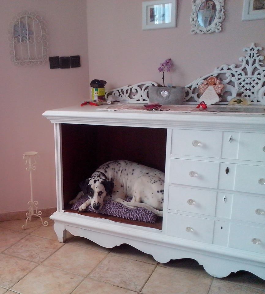 Nem mindennapi környezet - különleges kutyafekhelyek és szolgáltatások 