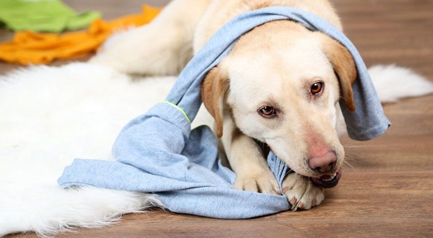 Ruhalopás - a puha dolgok rágcsálása hasonló érzetet kelt a kutyában, mintha préda puha bundáját rágná