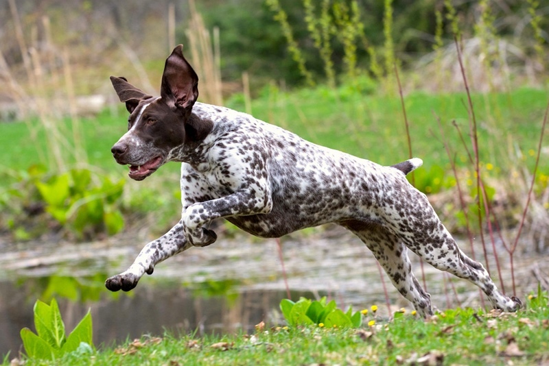 Rövidszőrű német vizsla