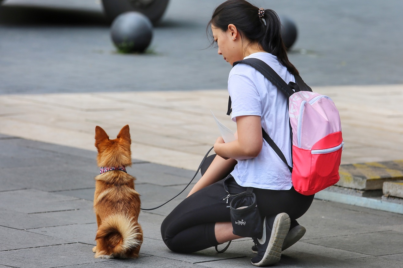 Sok kutya és gazdi tette próbára tudását