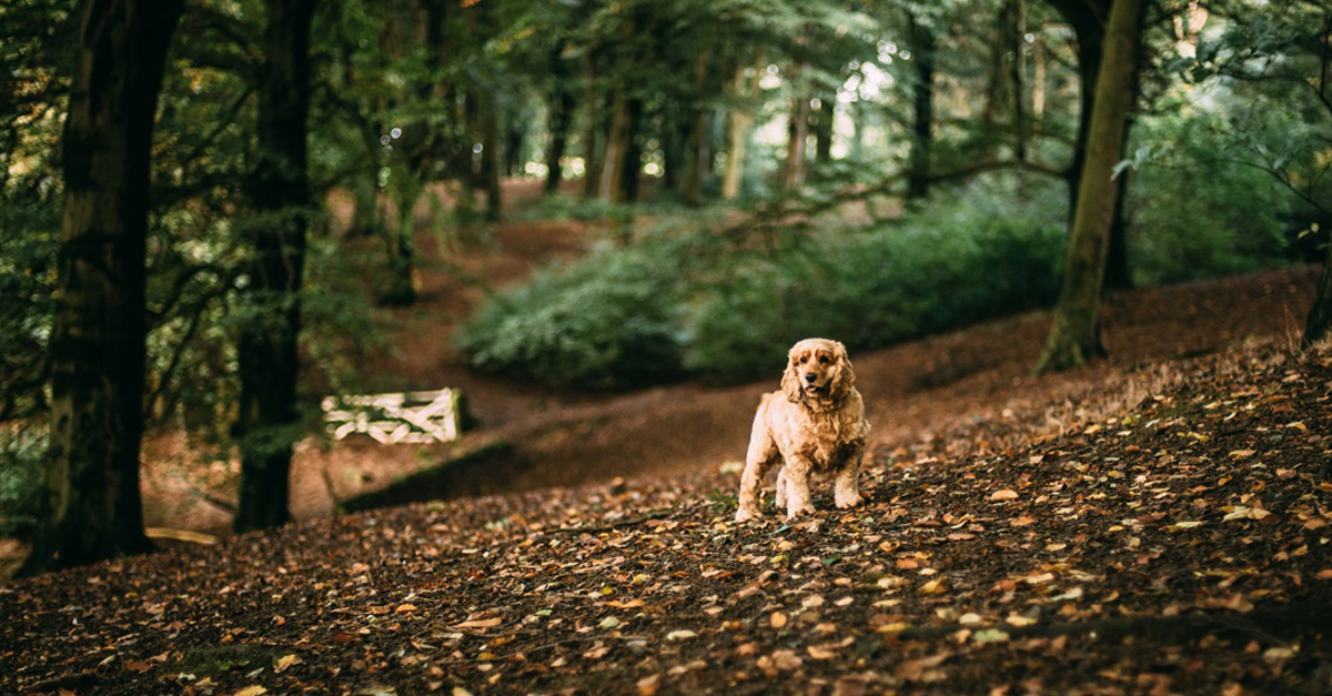 Kutyánk legyen biztosan behívható, megállítható, minden szituációban - csak így engedjük el pórázról!