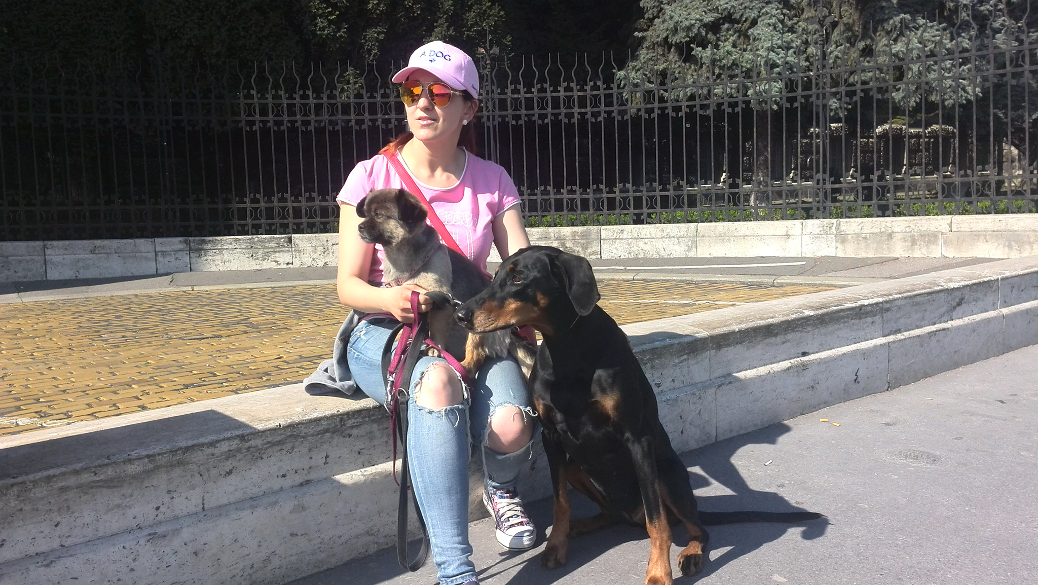 Különböző méretű és habitusú kutyák is jól megférnek egymás mellett - természetesen kellő odafigyeléssel