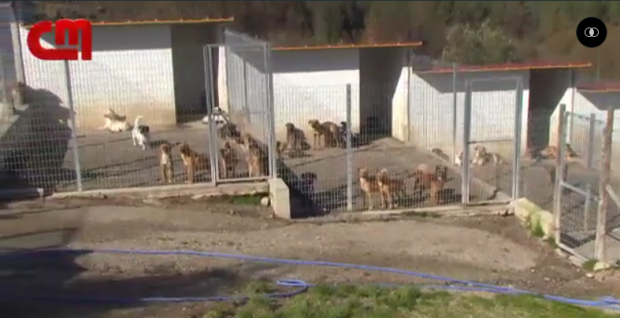 A menhelyi kutyák sorsa is biztosítva van Ronaldo ajándéka nyomán