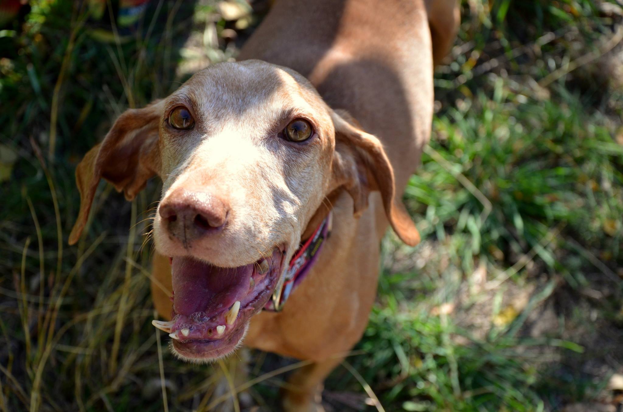 Boldog ősz pofik az Ezüst Vizsla Túrán