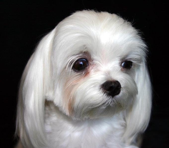 A hófehér pofit piros foltok tarkítják, ami kellemetlen lehet a gazdinak