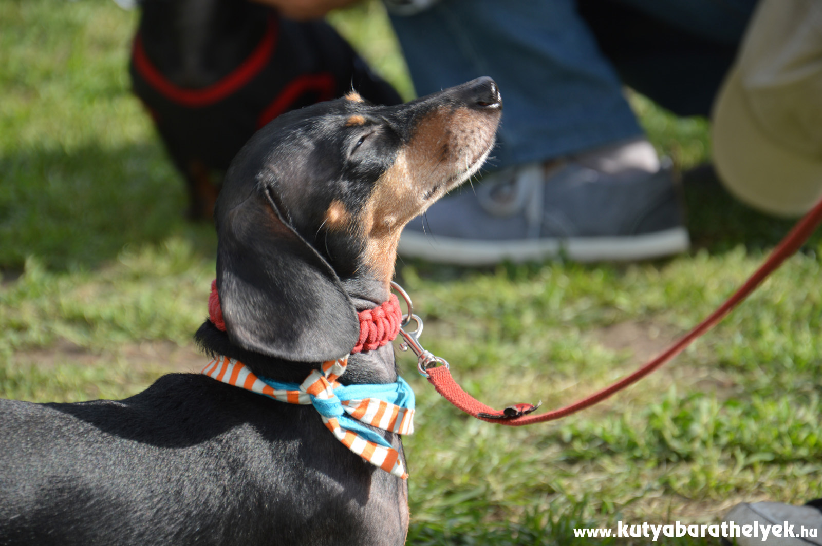 A tacsik nagyon élvezték a jó időt és egymás társaságát