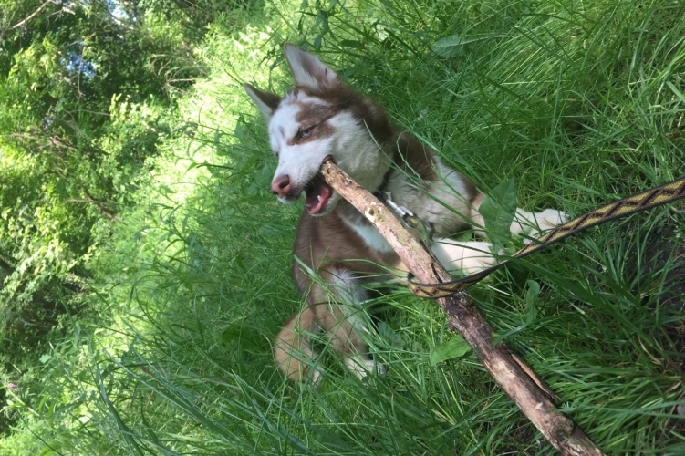 A három hónapos kutya súlyos sérüléseket szenvedett a bántalmazás során