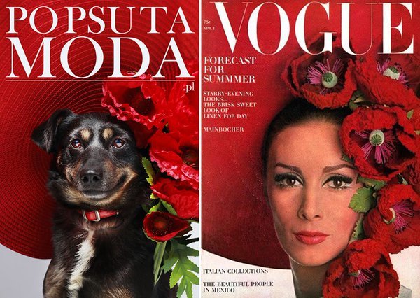 Kutya a címlapon 3 Kutya a címlapon 3