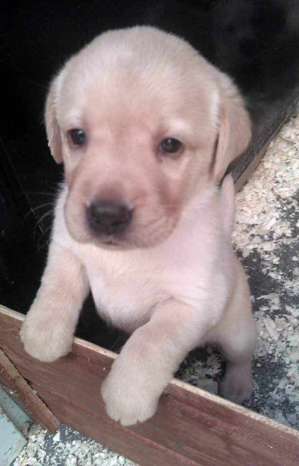 Ki születik vakvezetőnek? Ki születik vakvezetőnek?