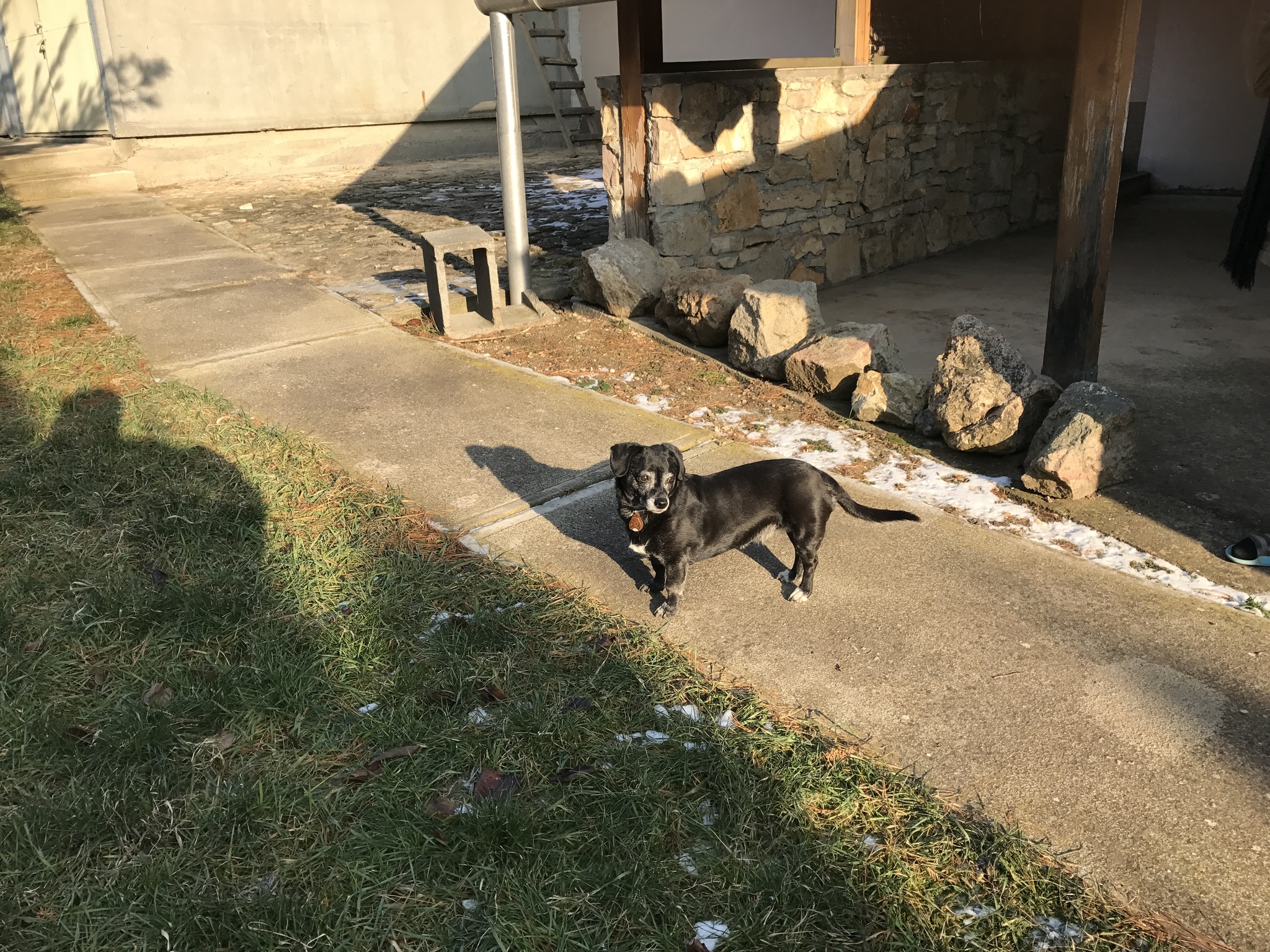 A kutyák is jól érezték magukat a kutyabarát vendégházban