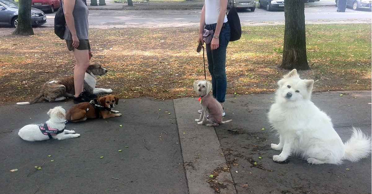 Utcai helyzetgyakorlat az alapengedelmesség részeként. Ameddig a gazdik beszélgetnek, a kutyák egymással szemben, frontálisan helyben maradnak.