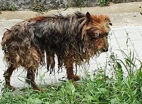 Fejbelőttek egy kutyát Sopron mellett