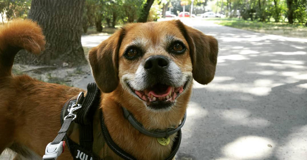 Gyógyíthatatlan a kutyám – hogyan lehetséges ezzel jól együtt élni?