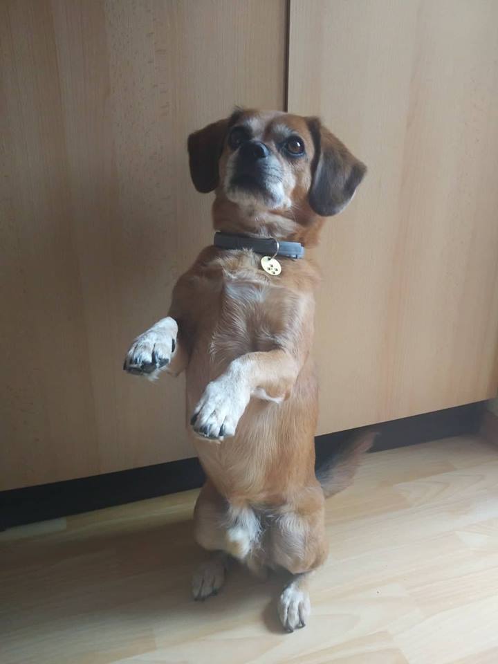 A kutya magától nem akar minket, vagy társait ölelni. Ha mégis ilyesmit látunk tőle, az tanult viselkedés, trükk.