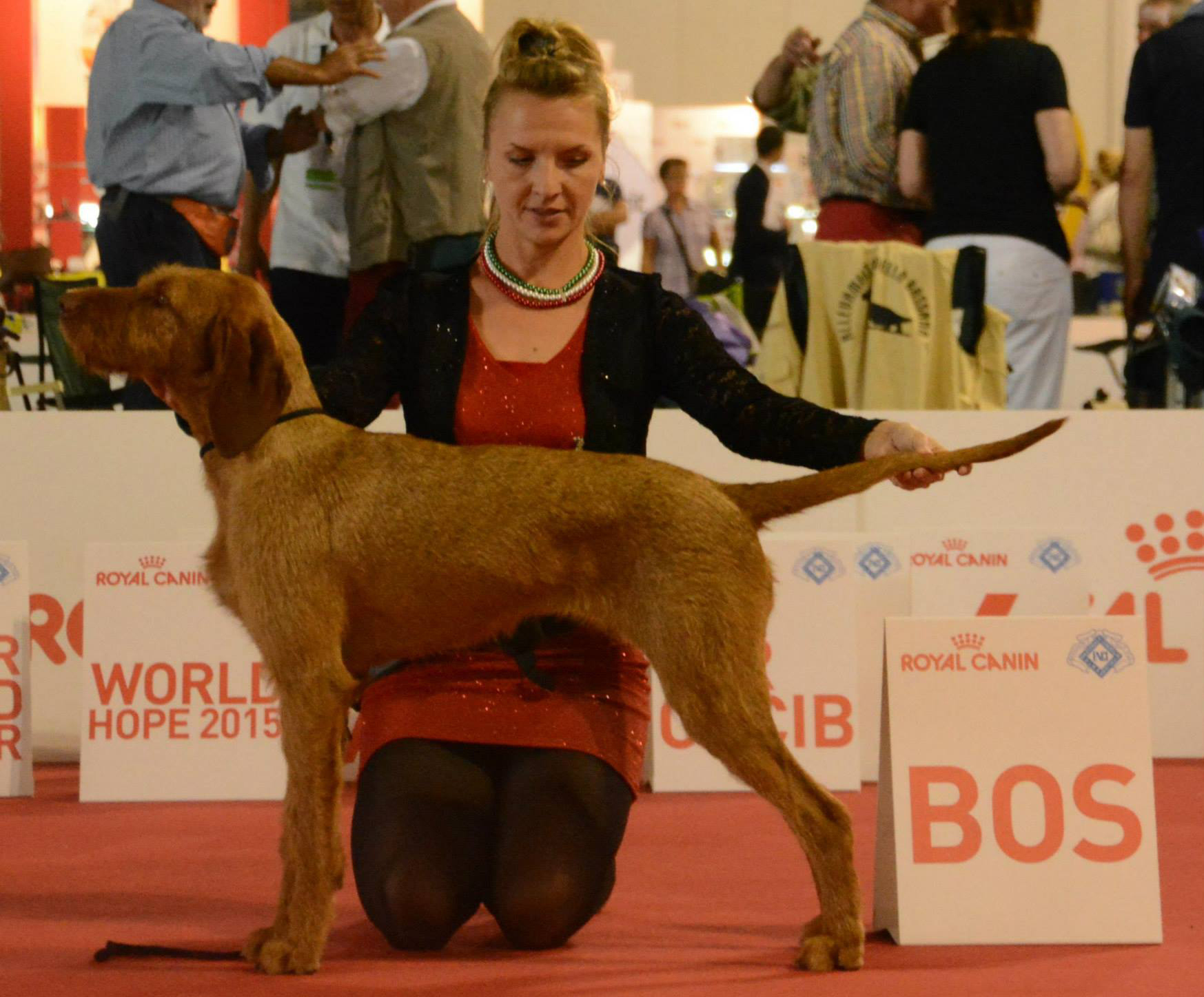 Díjnyertes drótszőrű magyar vizsla
