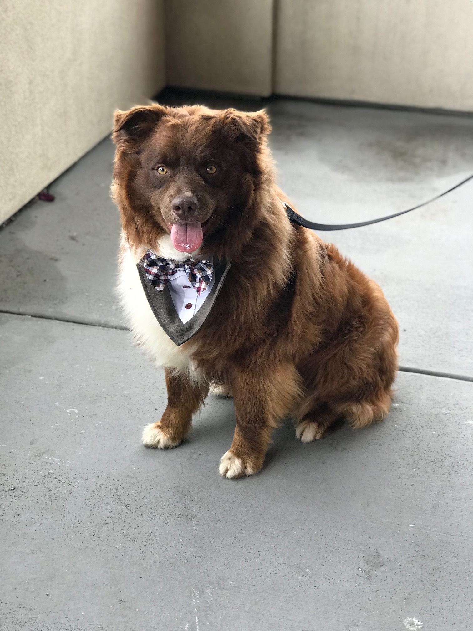 Az esküvőn felvonuló kutyák közül többen gazdira is találtak