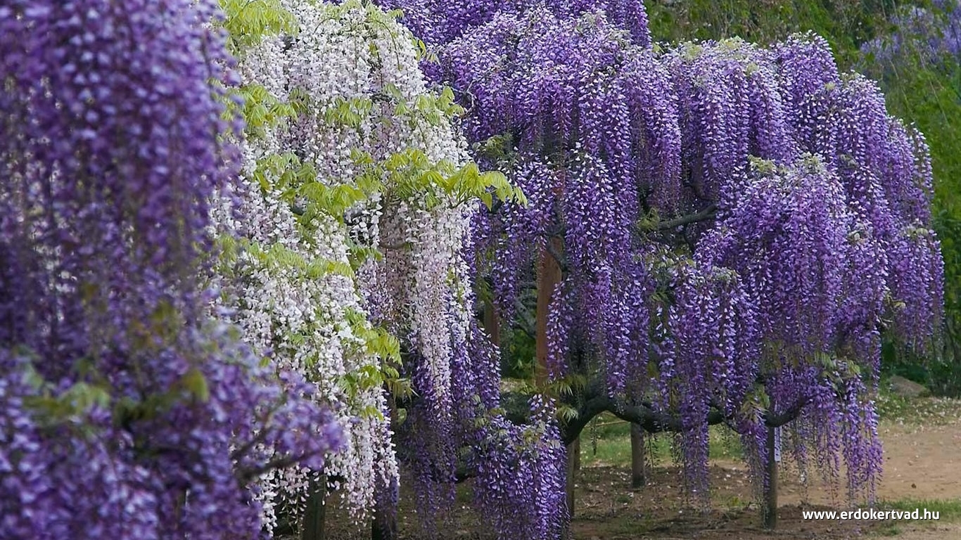 A gyönyörű lila akác