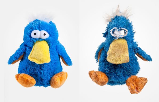 Először a szeme tűnt el szegény plüss kacsának. Aztán a töltőanyaga. 