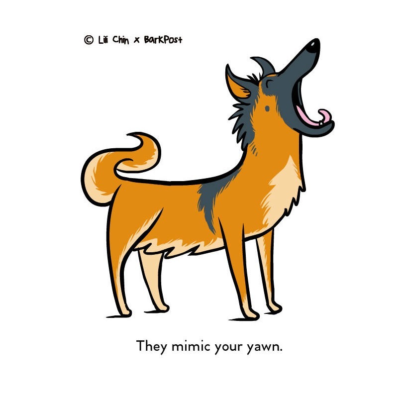 Utánozza a kutyád, ha ásítasz