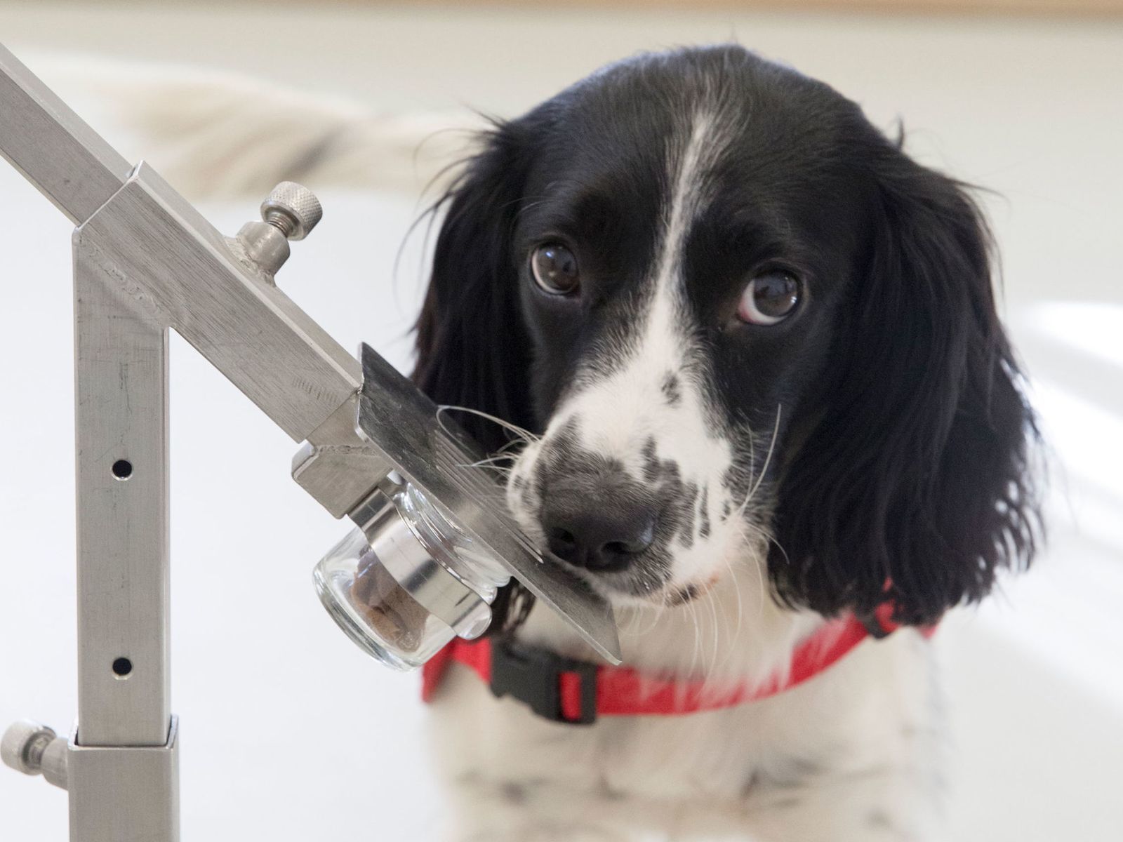Kiszagolják a kutyák a maláriát