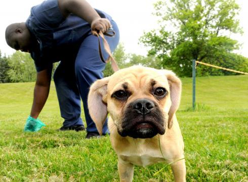 A gazdik nagy részének már rutin a felszedés