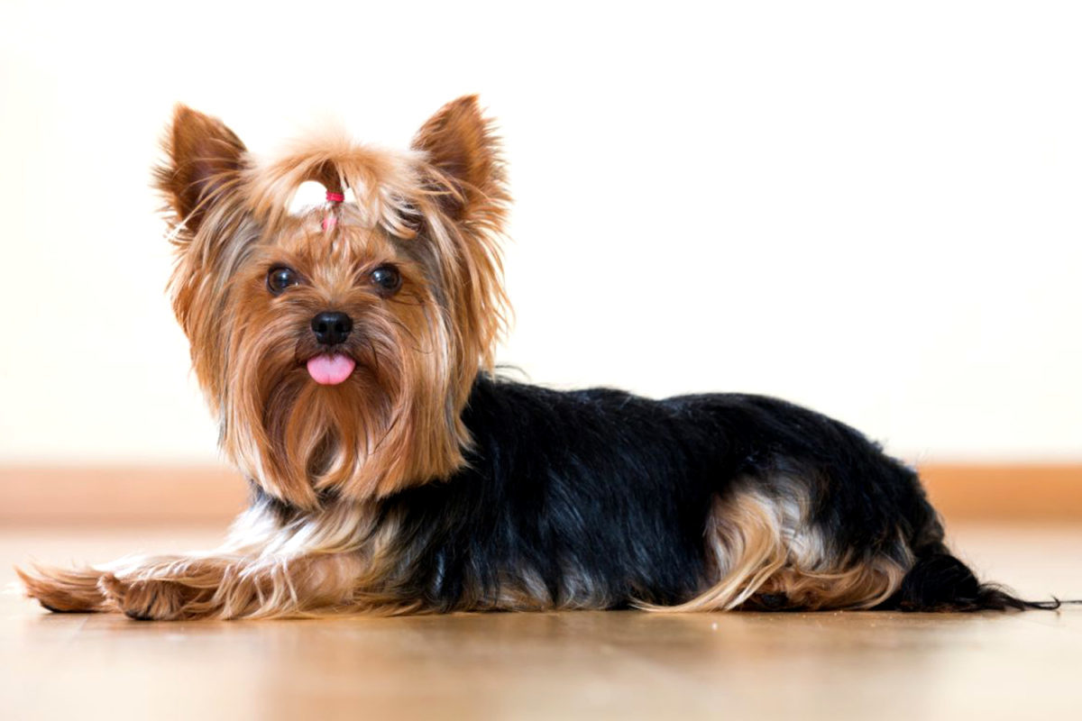 Hipoallergén kutyafajta - Yorkshire terrier